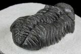 Adrisiops Weugi Trilobite - Recently Described Phacopid #137710-5